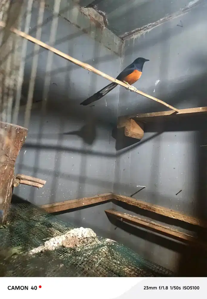 Burung murai medan bekas ternaka jual burja