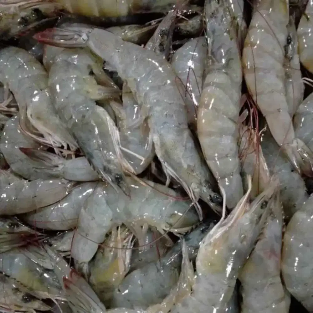 Udang dan cumi murah
