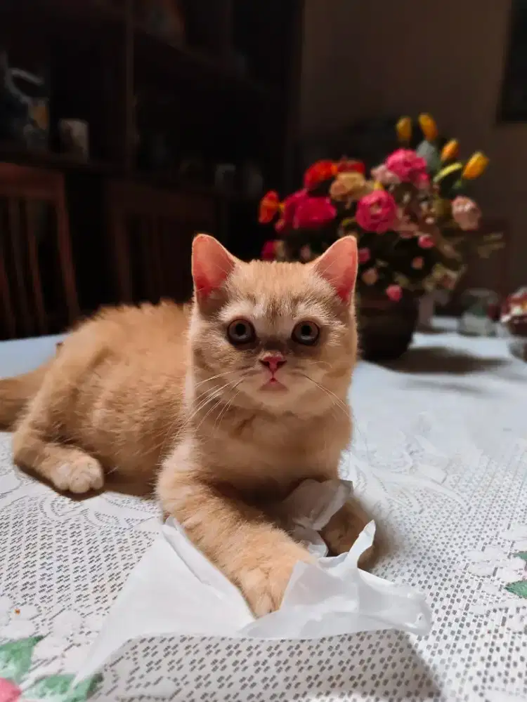 BSH Kitten Red Tabby