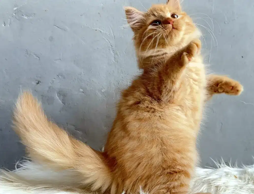 Kucing oyen betina
