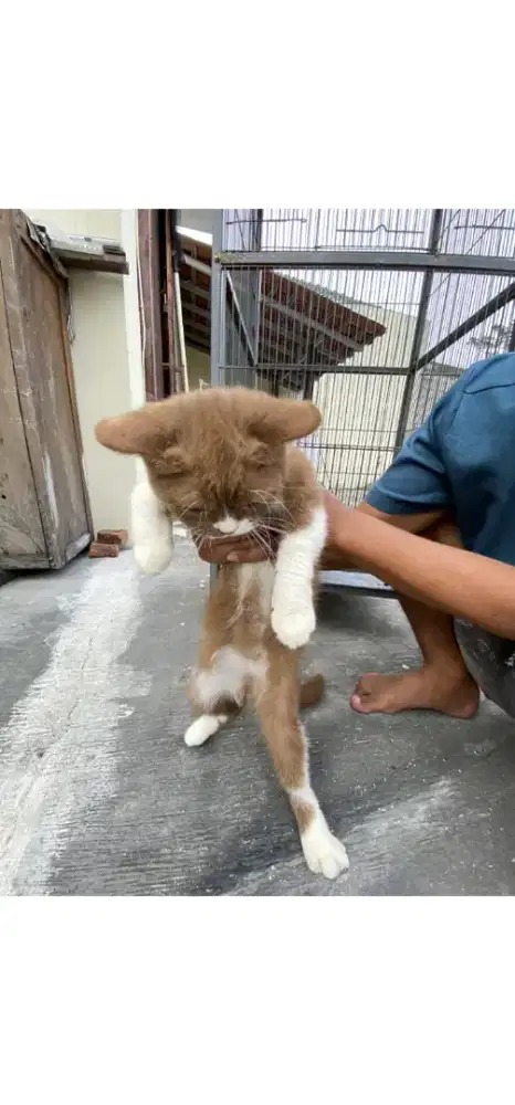 JUAL BELI ADOPSI KUCING CHINAMON