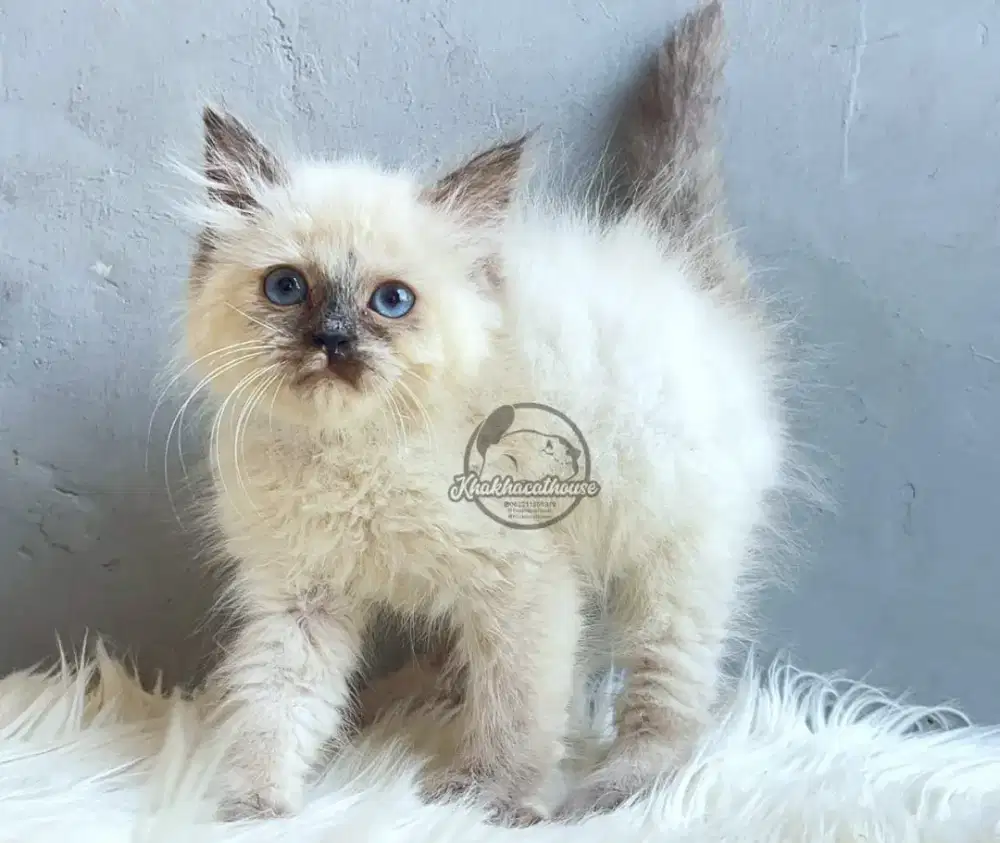 Kucing himalaya betinai
