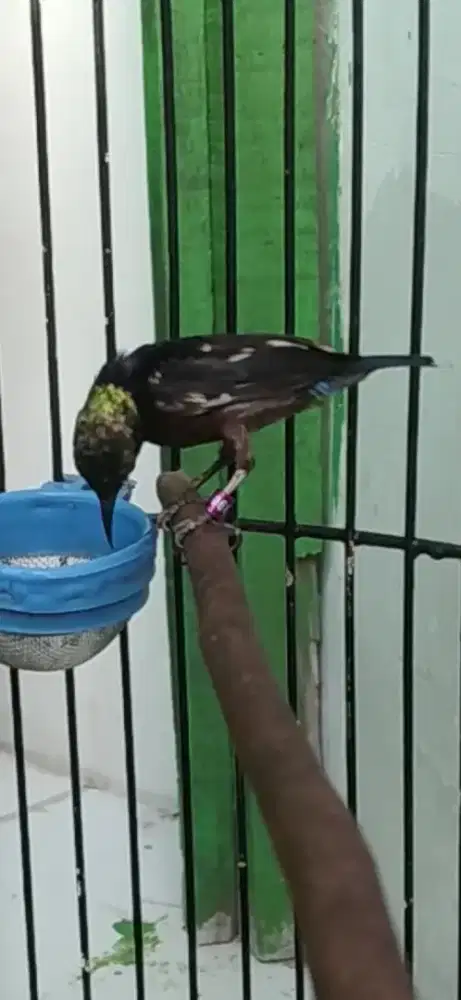 Burung kolibri ninja blorok gacor