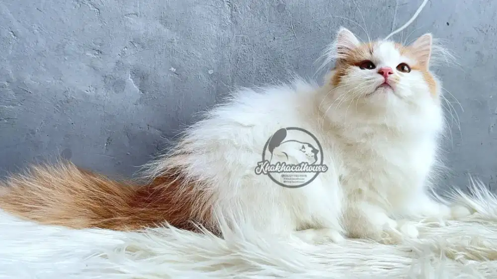 Kucing persia jantan