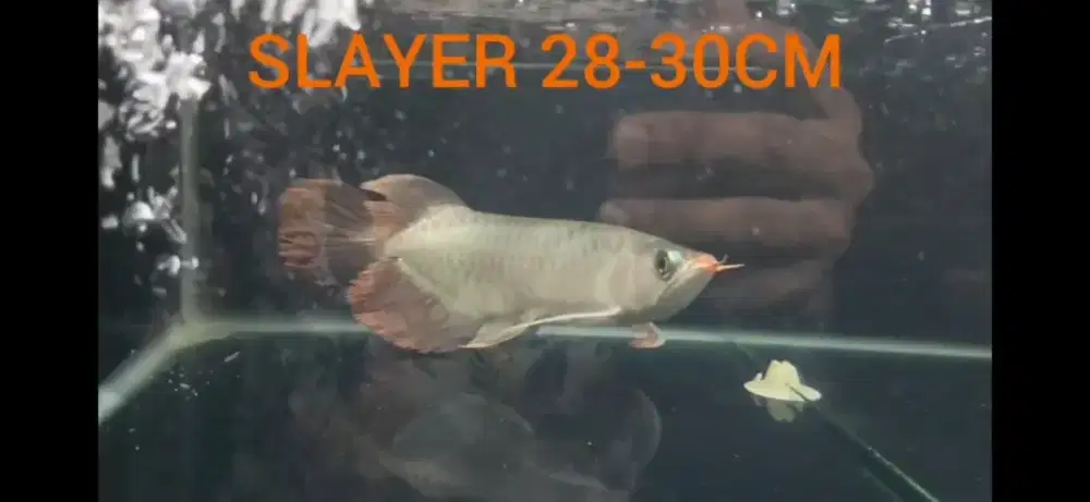 Arowana sr slayer