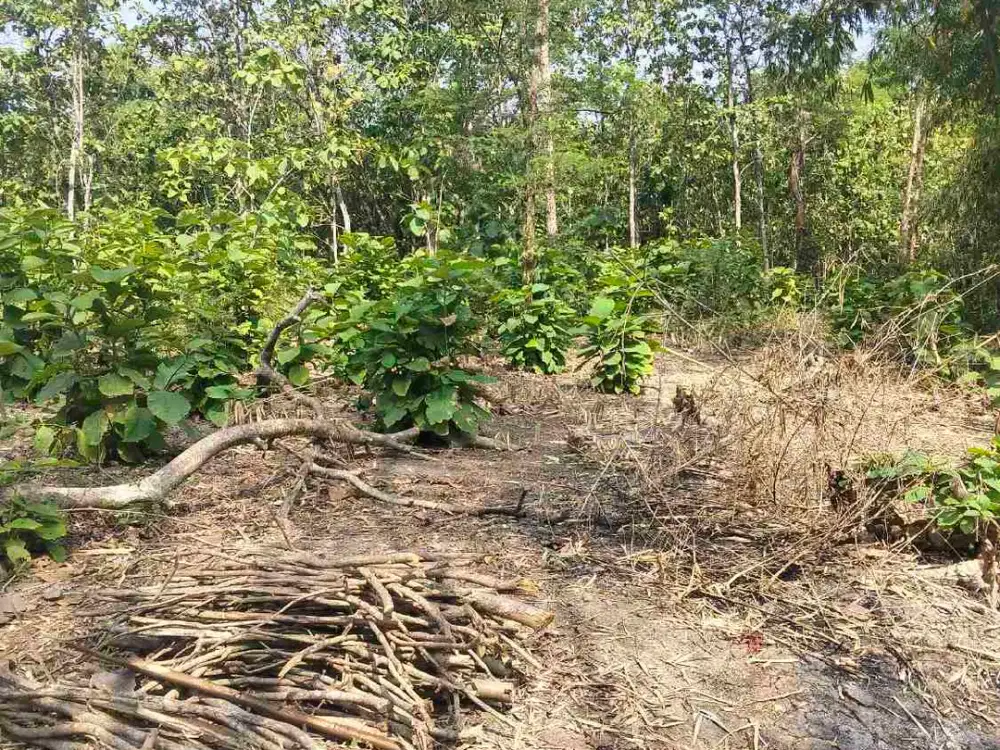 kebun murah ngawi