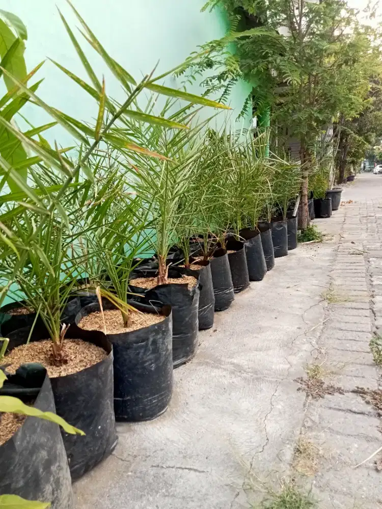 Bibit pohon kurma