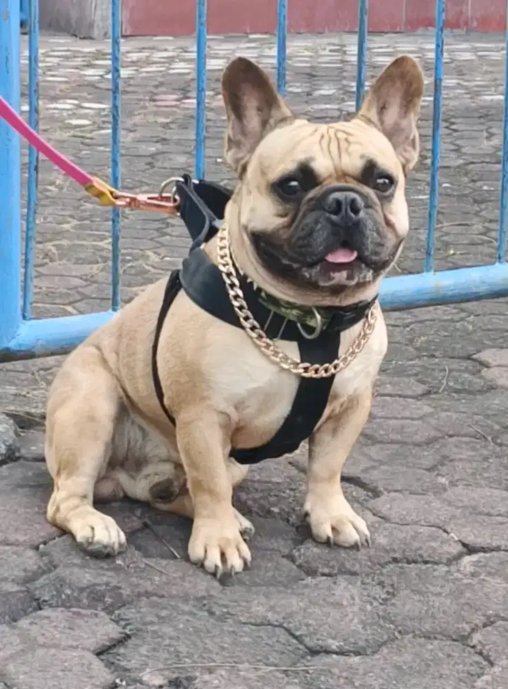 French Bulldog jantan ,body kekar ,jumbo ,padet