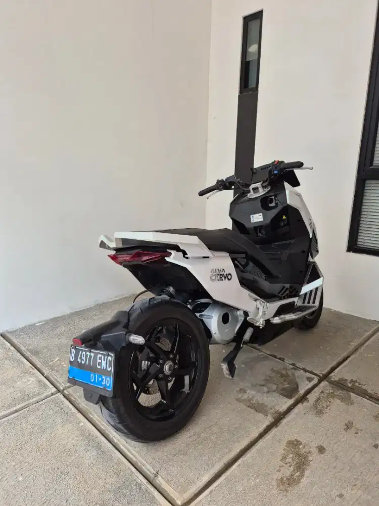 ALVA CERVO 2025