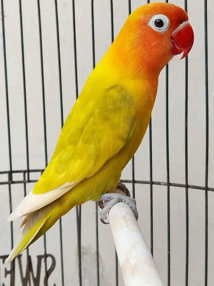 Burung lovebird jantan mapan