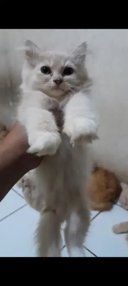 Akira persian betina 2 bulan