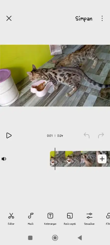 Kucing 5 bulanan sepasang