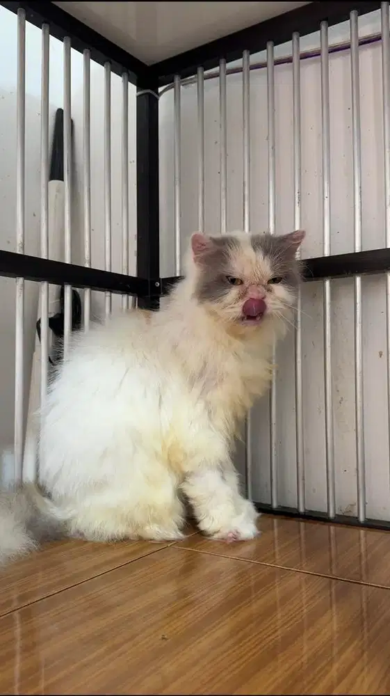 KUCING FLATNOSE BETINA 13 BULAN