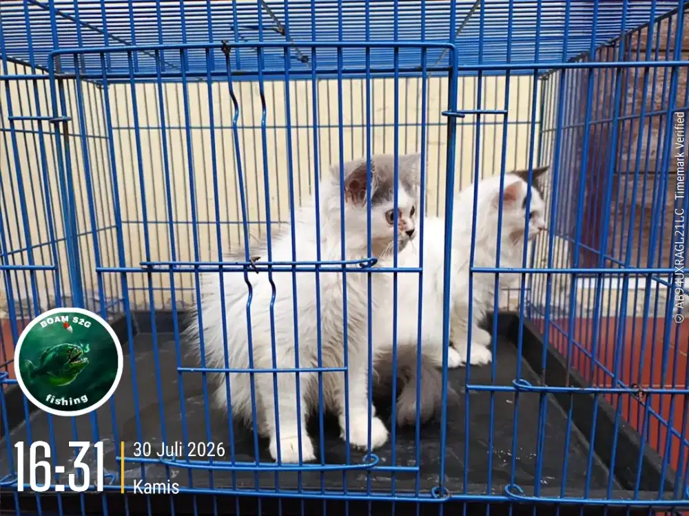 Kucing Persia 800 nego