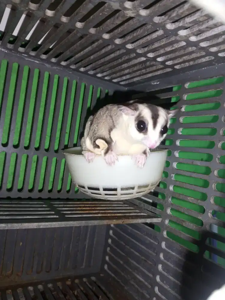 Sugar glider white face