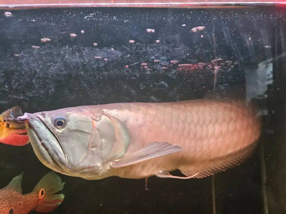 Dijual ikan arwana silver red