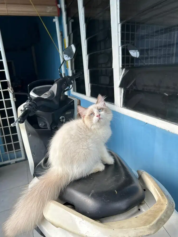 Kitten ragdoll simetris