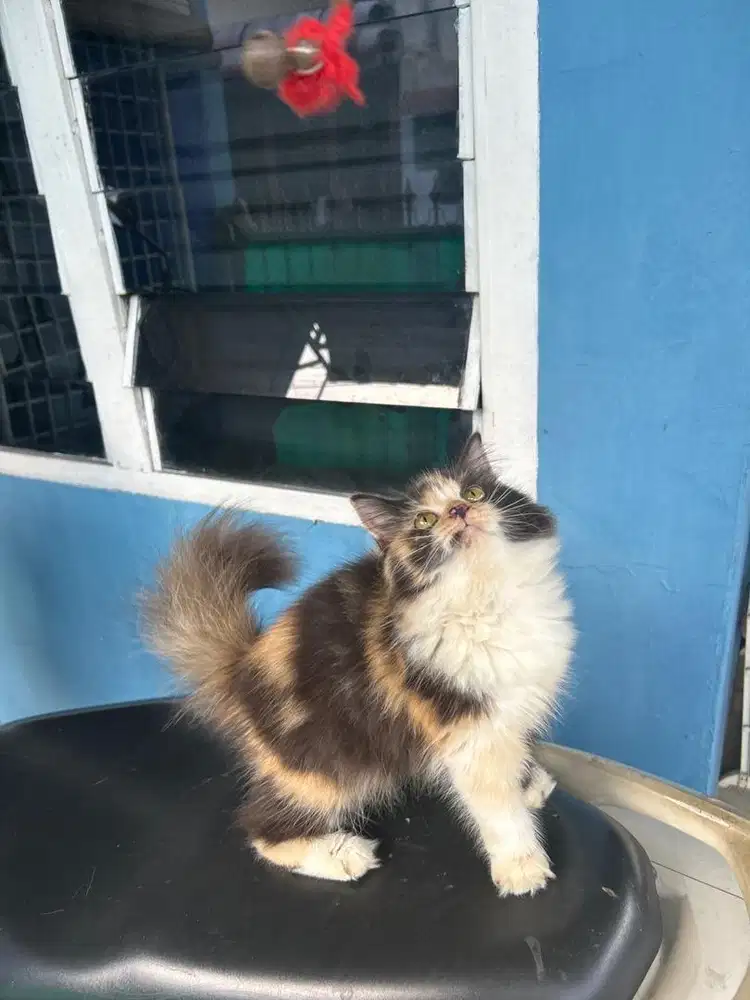 Kitten calico supergembul
