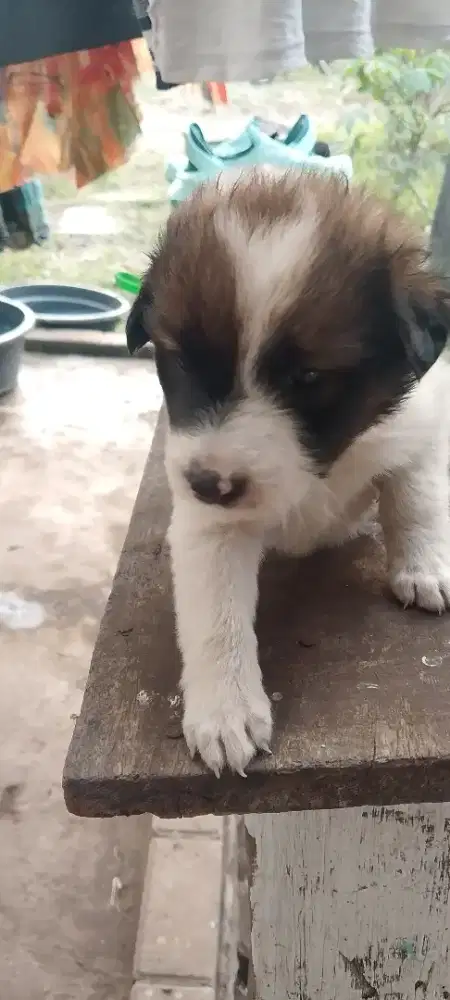 Dijual anak Anjing Campuran