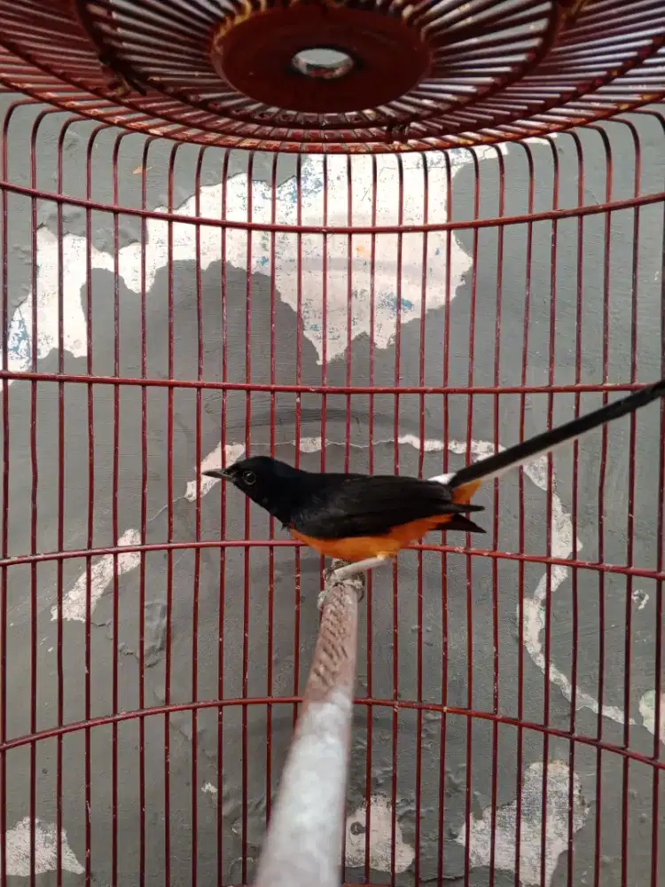 Murai Batu Seri F4 Mahar / tuker tambah burung lain