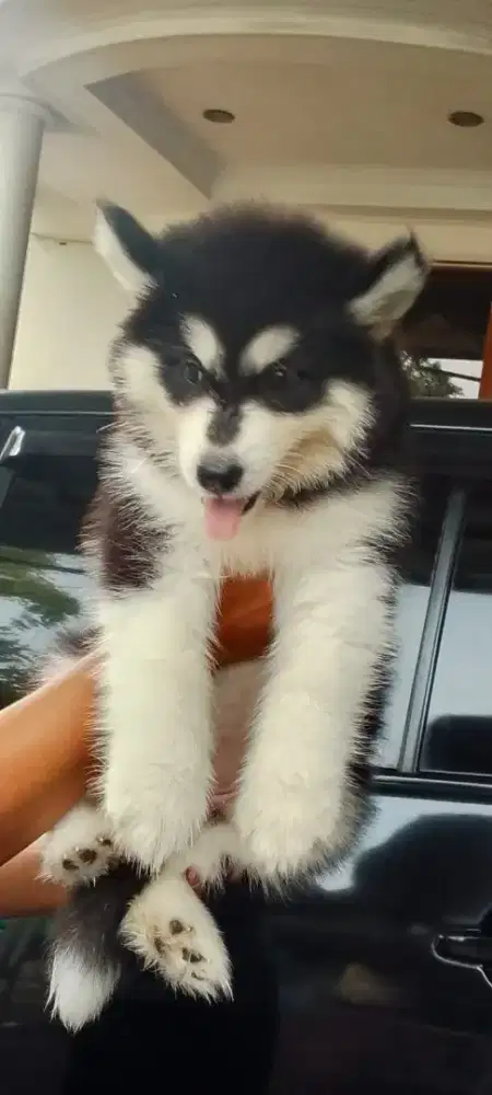 Alaskan malamute betina 2 hitam