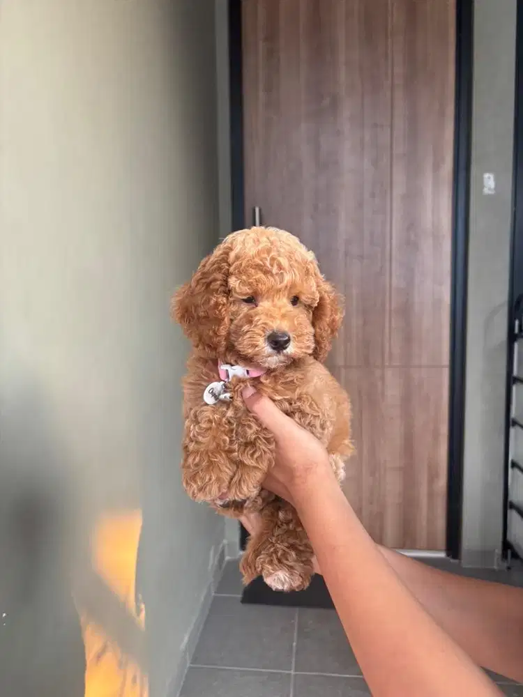 toy poodle 3bln