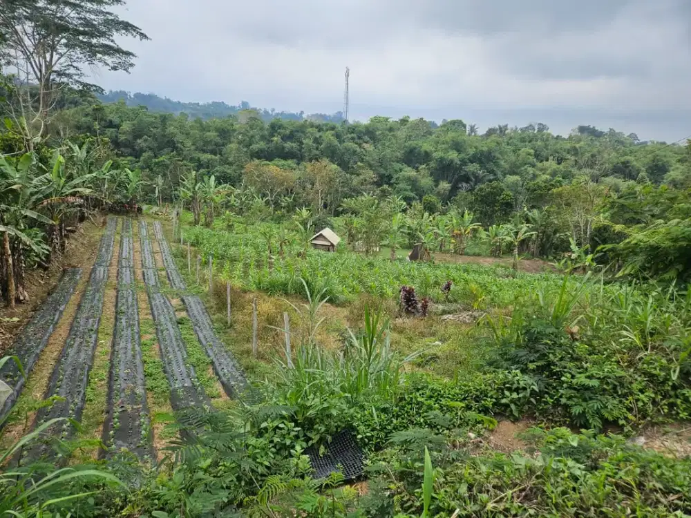 DIJUAL: Tanah Pertanian LT 79,7 Are (7.970 m²) di Munduk Luwih Baturiti – Dekat Bedugul