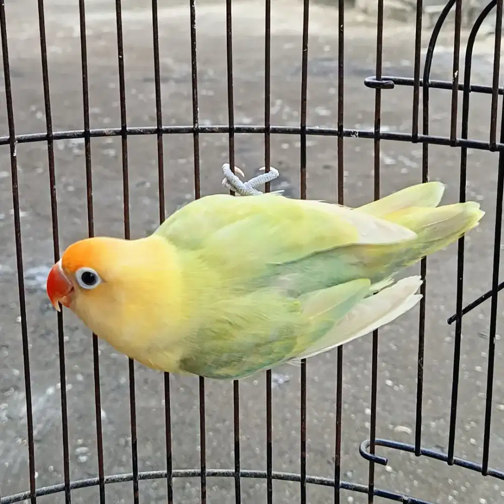 burung lovebird love bird pb biola blue pf mata merah