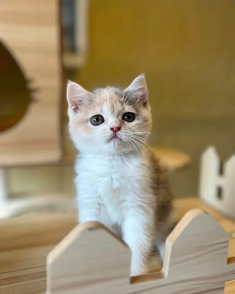 Kucing British Shorthair Bsh Calico Dilute