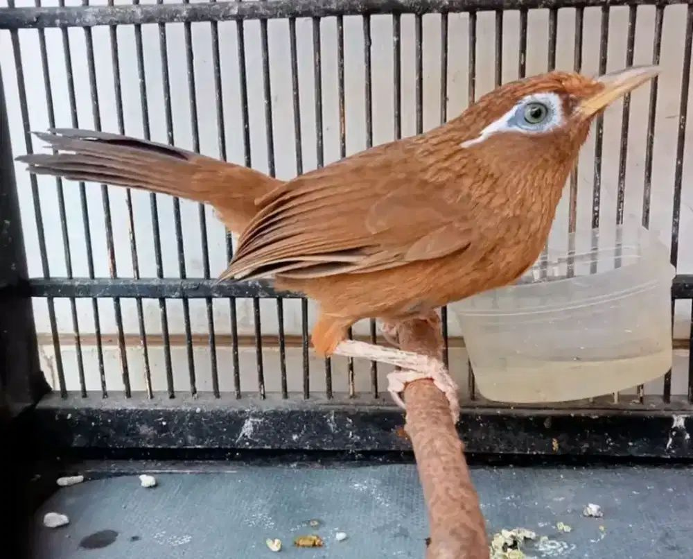 burung wambi mh jantan mulus tidak grabagan