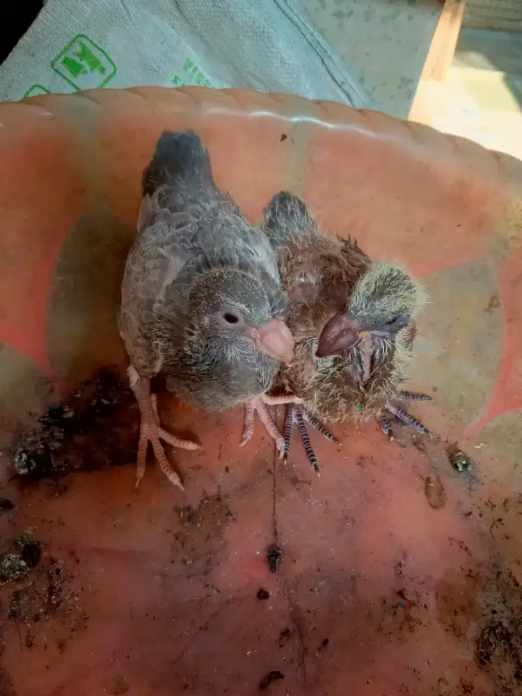 Merpati hias GBH