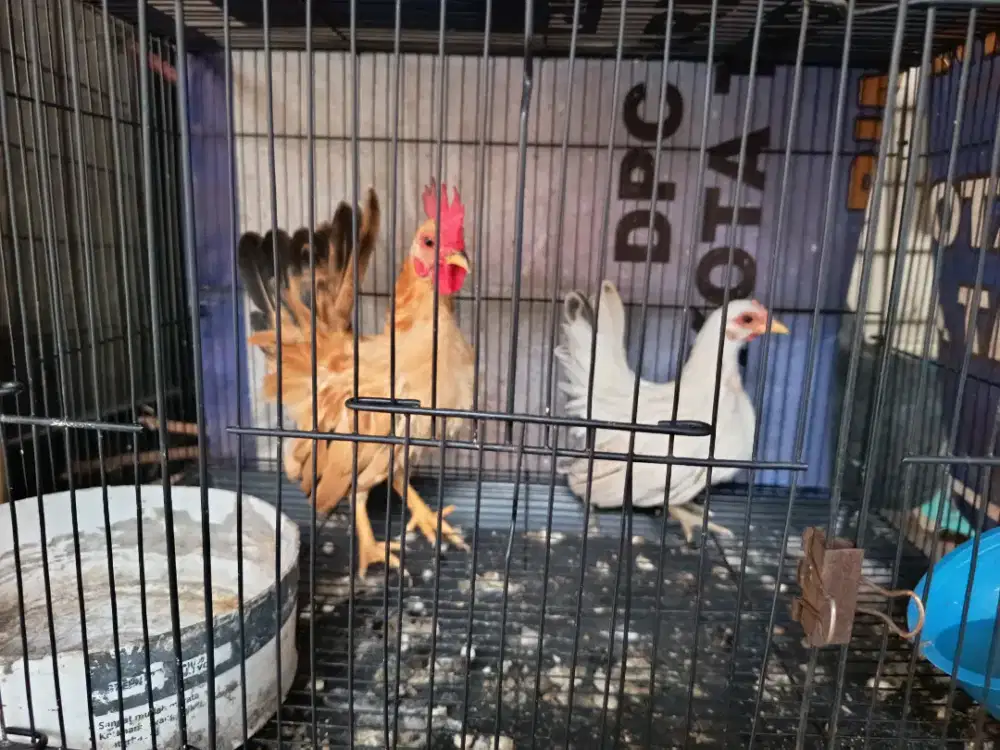 DIJUAL AYAM KATE