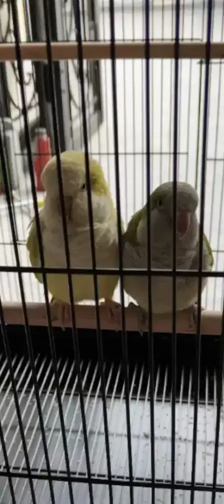 Sepasang monk paraket DNA, betina opaline, jantan normal...imut