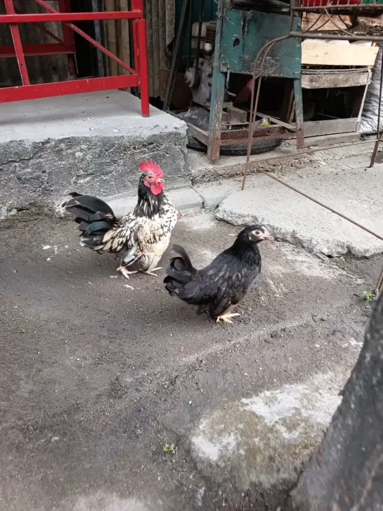 DIJUAL AYAM KATE