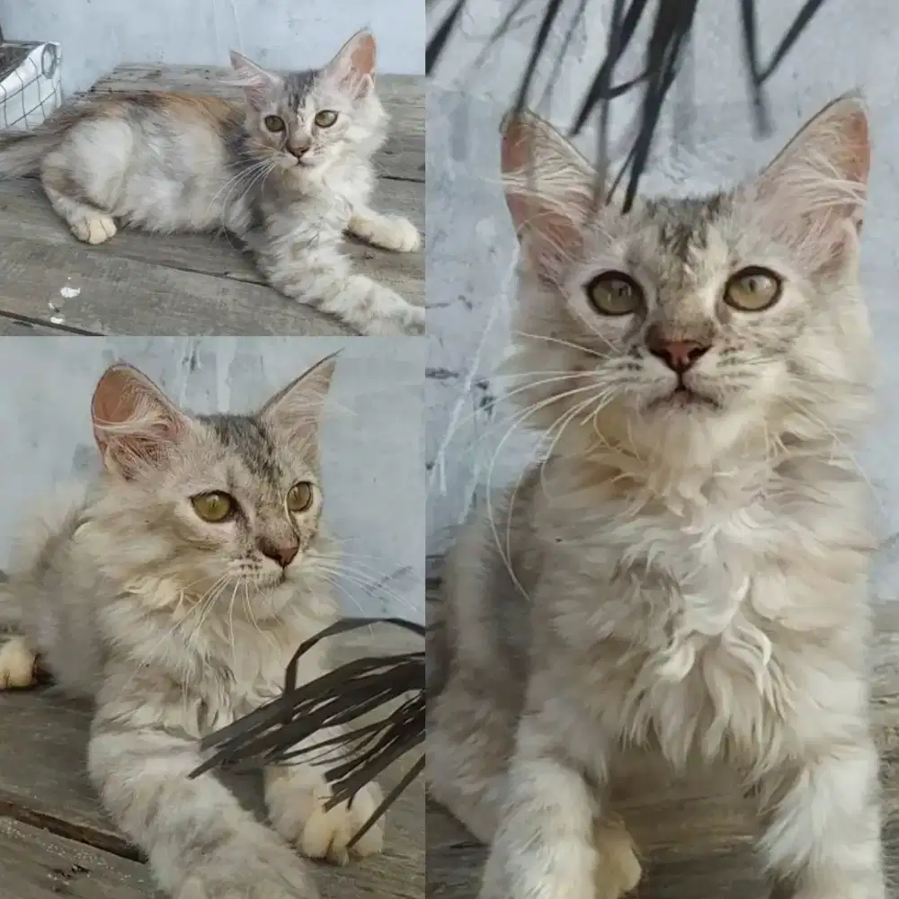 Kitten mainecoon silver betina murah cepat saja