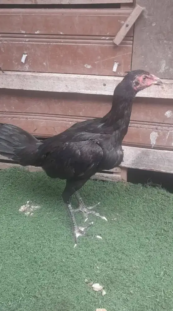 Ayam betina pakoy