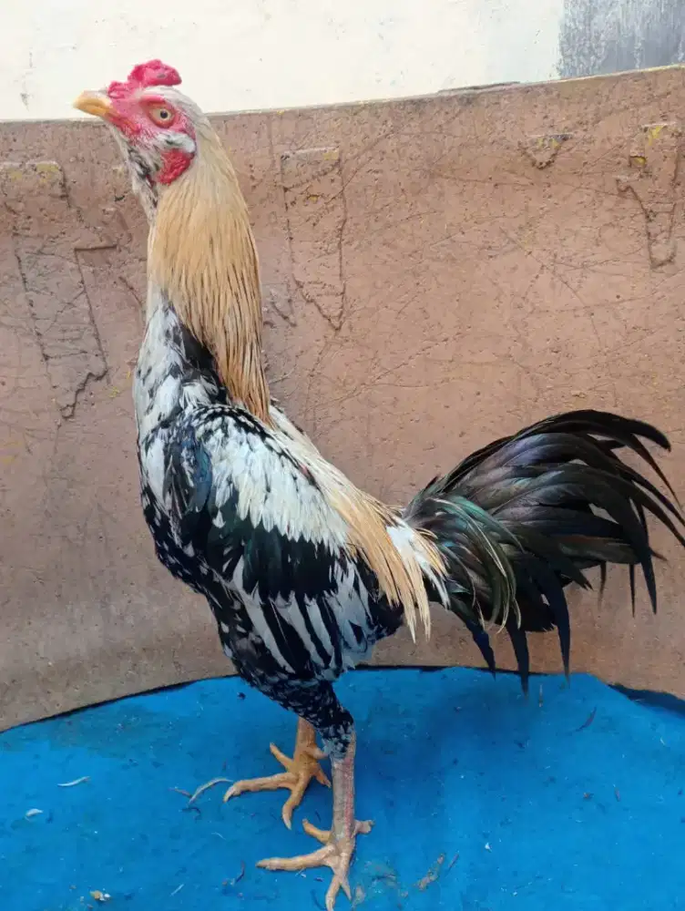 Ayam mangon ukuran 4,5 Jalu centel