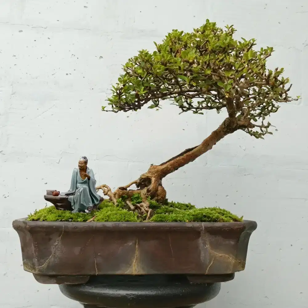 Bonsai Fukien Tea (Carmona retusa)