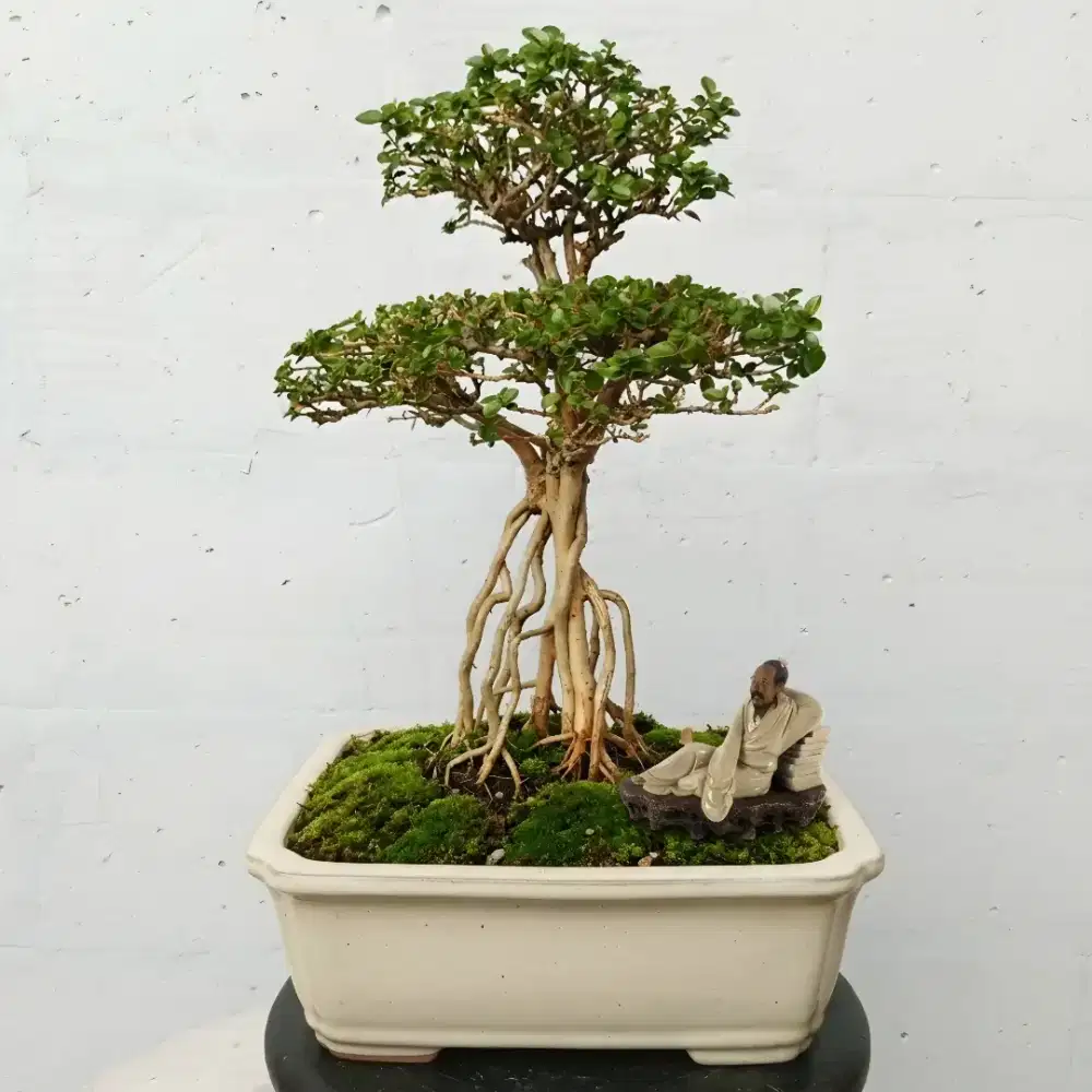 Bonsai Sancang (Premna microphylla)