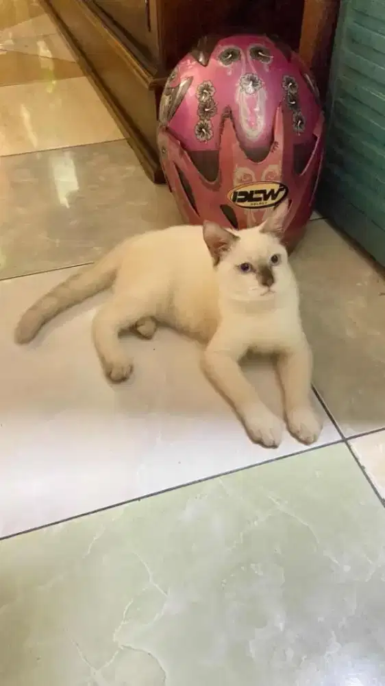 OPEN ADOPT KUCING HIMALAYA SIAM NET NO NEGO (BACA DESKRIPSI)