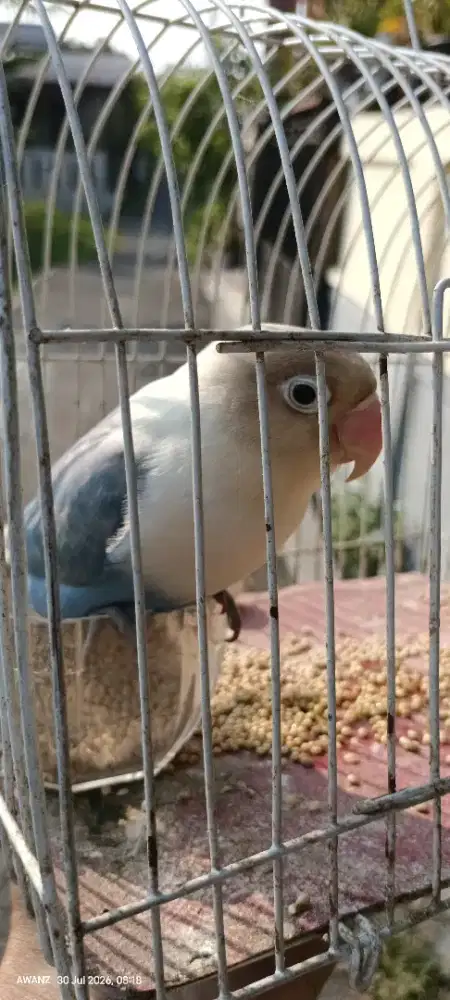 Burung lovebird biru betina