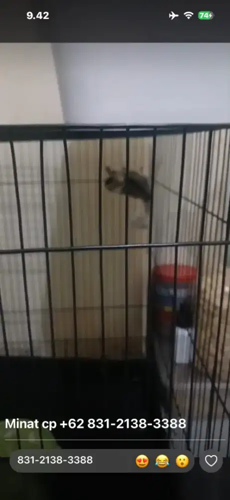 Sugar glider mozaik