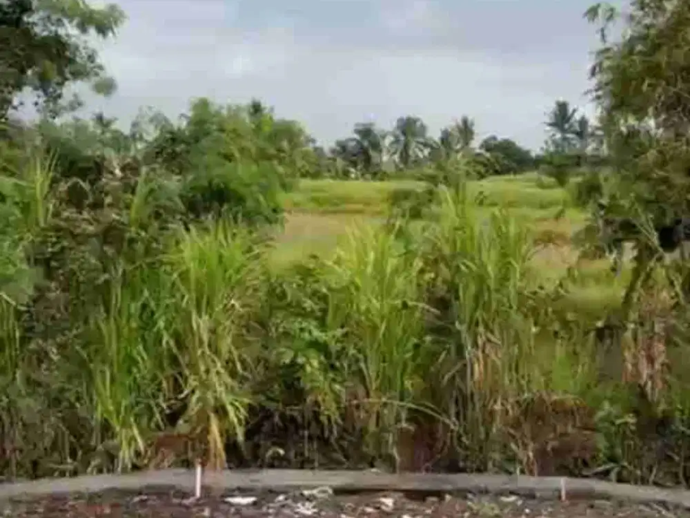 Tanah View Sawah 3490m2 Dekat Green School Bali