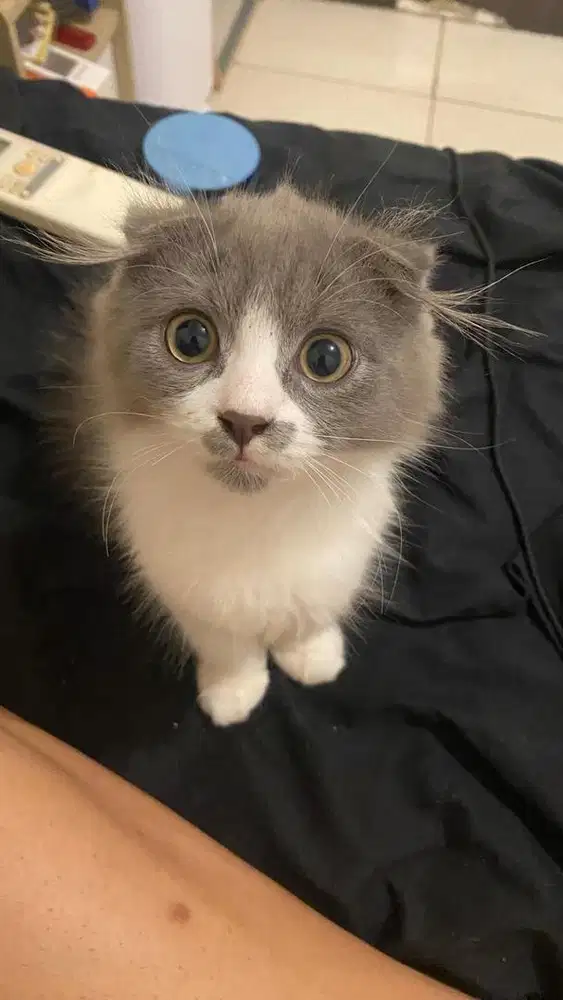 Anakan Scottish Fold Betina usia 3 bulan grey