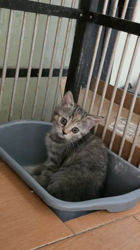 Kucing Munchkin Vs British