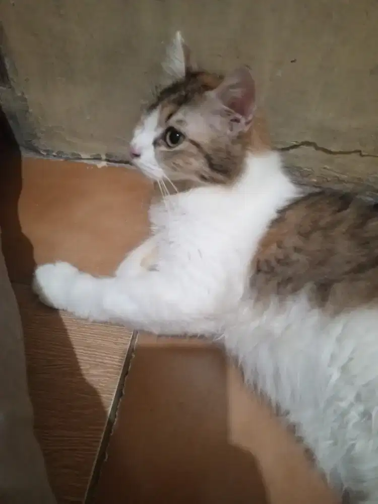 Jual kucing Persia murah