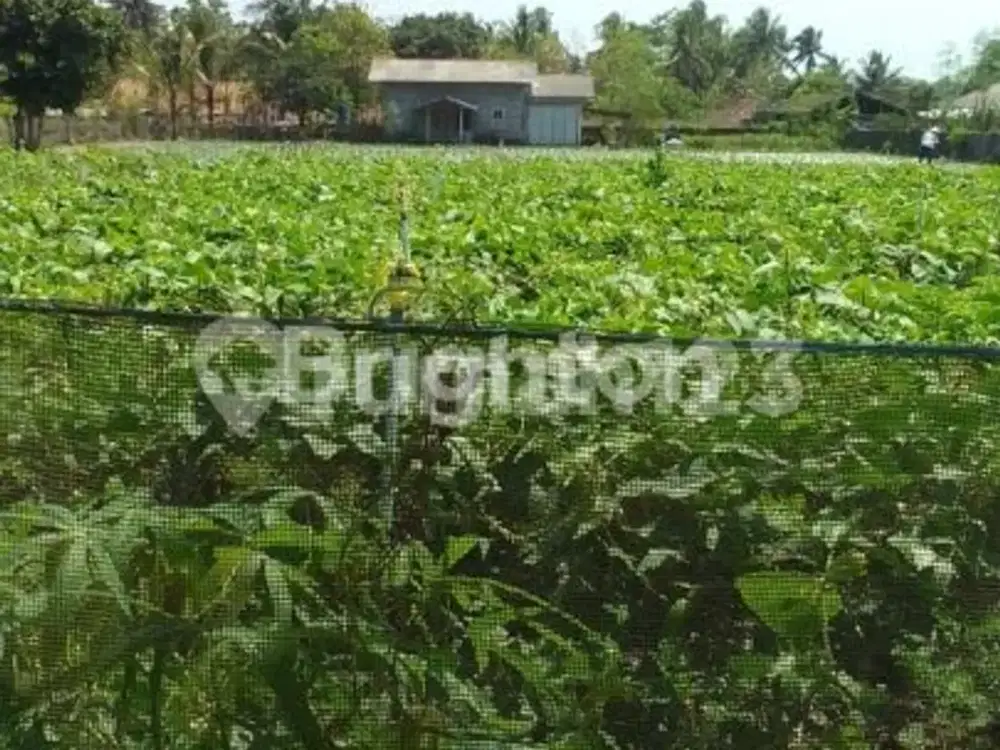 TANAH PRODUKTIF DI PANJATAN KULON PROGO