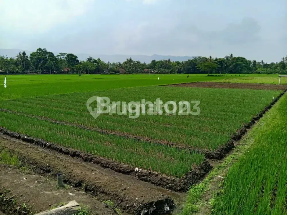 TANAH DEKAT JALAN PARANGTRITIS
