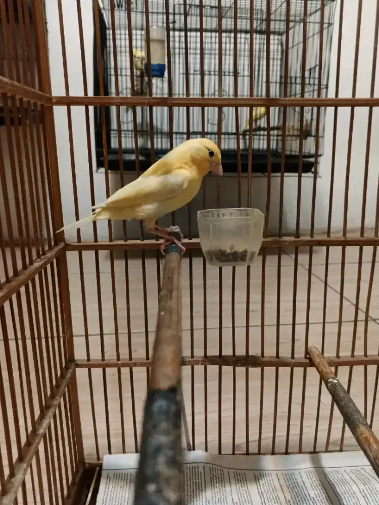 Burung kenari faud