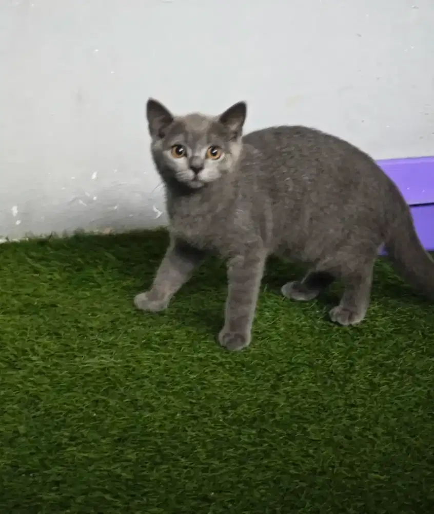 British Short Hair BSH Kitten